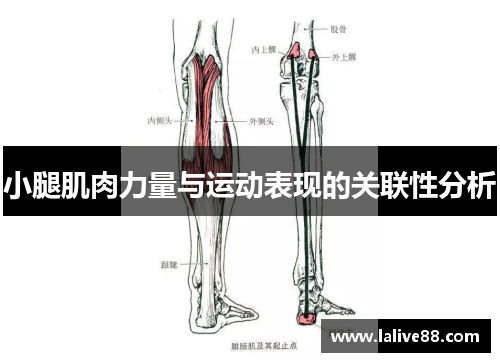 小腿肌肉力量与运动表现的关联性分析